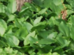 -长春公园(普阳街道)