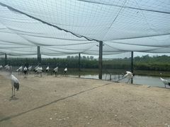 -盐城丹顶鹤湿地生态旅游区