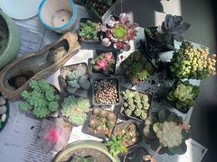 -双季花艺园艺市场(浦东店)
