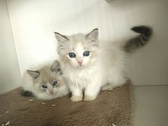 -东方名猫馆·英短金渐层布偶猫舍(环线广场1号楼店)