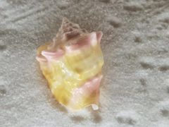 -青岛贝壳博物馆
