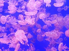 -江和美海洋公园