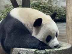 -栾川竹海野生动物园