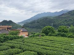-杨家堂村