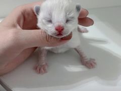 -纳吉亚猫专科动物医院博雅分院