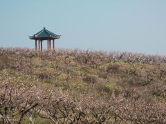 -竹上云想餐厅民宿