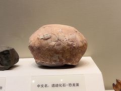 -天津自然博物馆