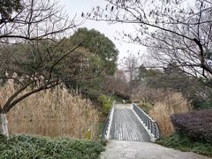 -青枫公园