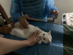 -达爱动物医院·犬猫分区·CT·复杂眼科(远洋山水分院)