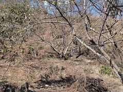 -广州市流溪河国家森林公园