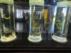 -广东中医药博物馆