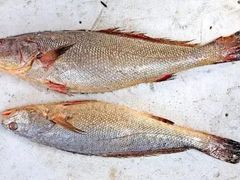 米鱼-杭州登云路农贸市场(胜月院店)