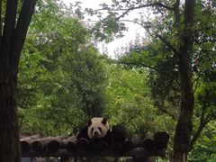 -都江堰中华大熊猫苑
