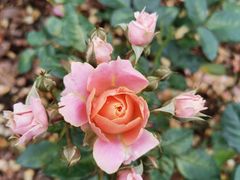 -人民公园(罗湖区)