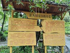 -莫里热带雨林景区