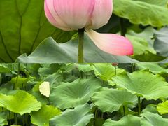 -荔湾湖公园