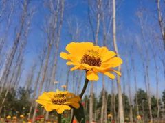 -合肥滨湖国家森林公园