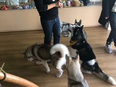 -Husky Go! 哈士奇体验馆·宠物咖啡厅狗咖
