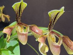 -北京植物园-展览温室