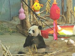 -海南热带野生动植物园