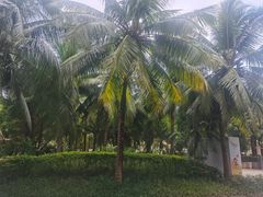 -三亚海棠湾喜来登度假酒店