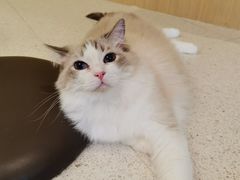 -飞行喵MR PILOT|猫舍·猫咖(静安大融城店)