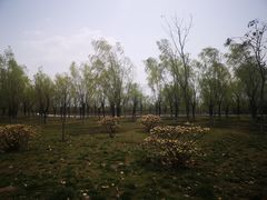 -洨河生态公园