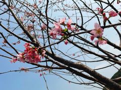-清溪大王山森林公园