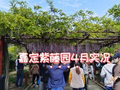 -嘉定紫藤园