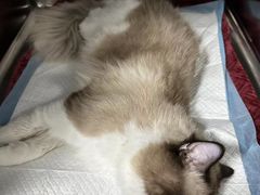 -拜鲁耶动物诊疗中心·宠家动物医院