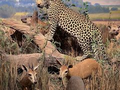 -陕西自然博物馆