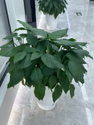 -悟空祛痘·诺奖技术专业店