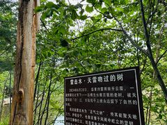 -汤旺河林海奇石景区