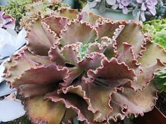 -三圣花乡旅游区