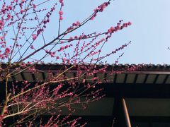 -杭州雅谷泉山庄酒店-餐厅