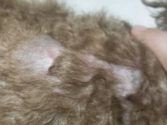 -宠福鑫康馨动物医院·骨科·眼科