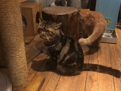 -more than meow吴止猫主题餐厅(承德 中船汇店)