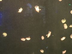 -上海海洋水族馆