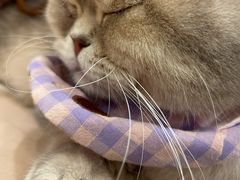 -Let's go狗咖·猫咖·奶狗·桌游(春熙路IFS店)