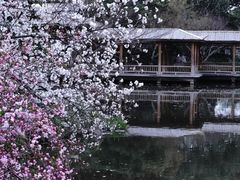 -西湖游船