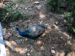 -西霞口神雕山野生动物世界