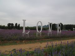 -北京东方普罗旺斯薰衣草庄园
