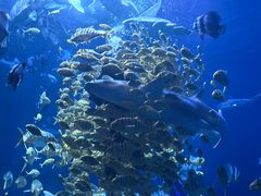 -太平洋海底世界