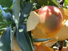 -老袁家蜜桃农场·阳山水蜜桃