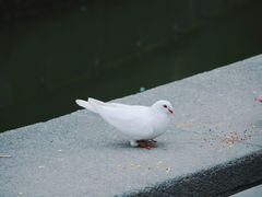 -音乐台