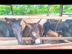 -元鼎宝驴香·全驴宴(江宁店)