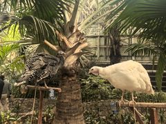 -呀路古热带植物园