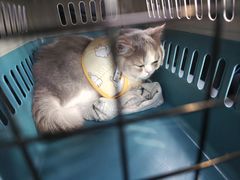 -联合动物医院(光谷诊疗中心)