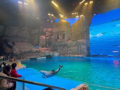 -芜湖新华联大白鲸海洋公园