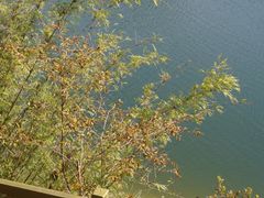 -广州市流溪河国家森林公园